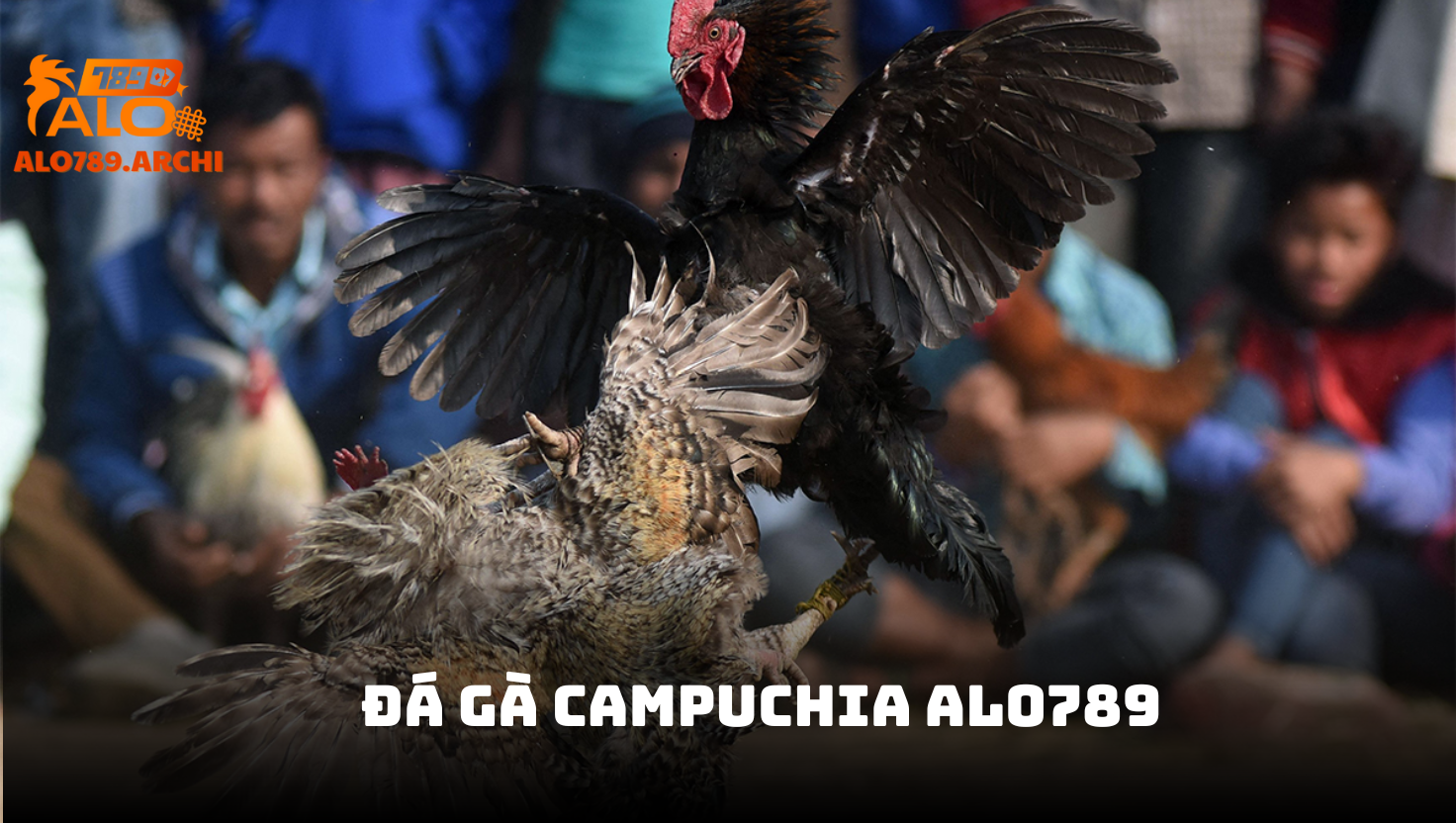 Giới thiệu về đá gà Campuchia
